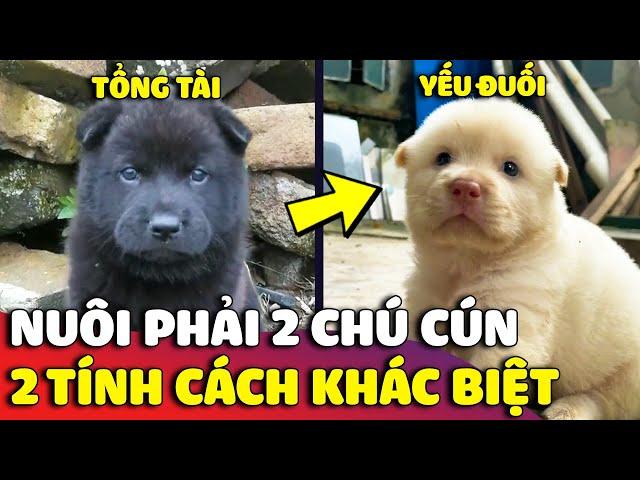 Trải nghiệm của con Sen khi nuôi 2 chú cún có hai 'TÍNH CÁCH KHÁC BIỆT' sẽ như thế nào?  | Gâu Đần