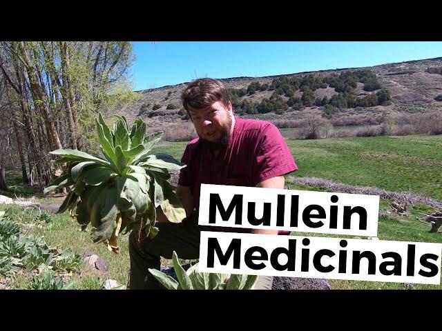 Mullein Herb is Great for Coughs! - Quick Herbal Recap with Doc Jones