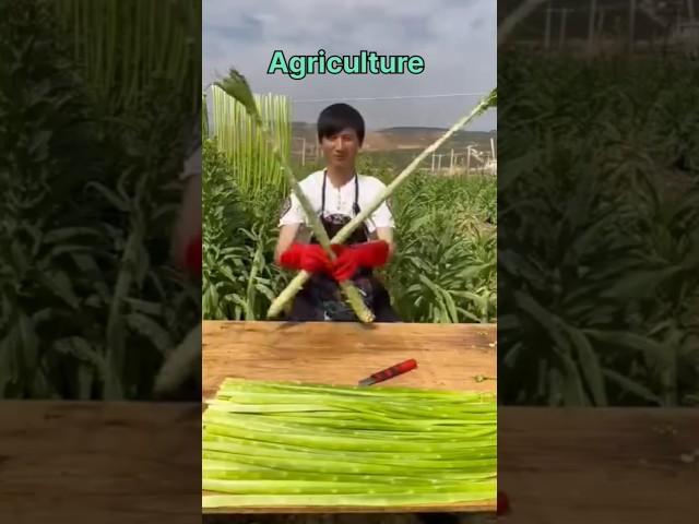 How do Mix farming of agriculture#agriculture#farming #agriculturefarming#irrigation #irrigationlife