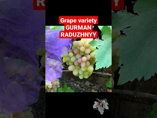 Grape variety GURMAN RADUZHNYY #vineyard #viticulture #grapecultivation #grape #grapevarieties #top