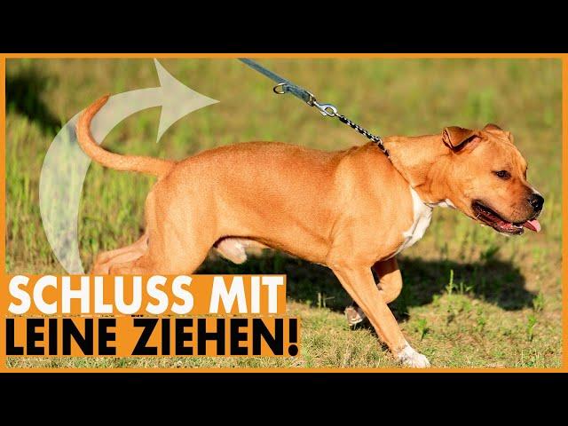 Hund zieht an der Leine I Lockere Leine mit nur einer Methode I Leinenführigkeit leicht gemacht