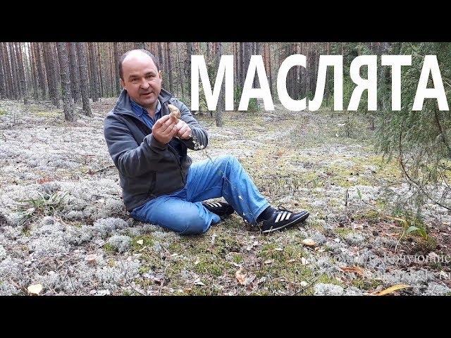 Маслята