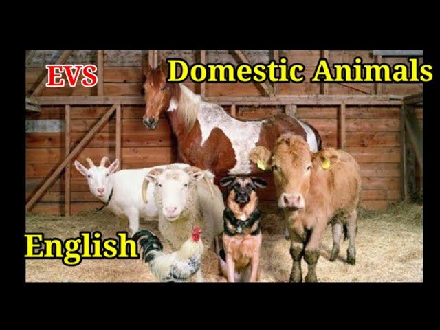 Domestic Animals Class 2 General Science-part 1 English