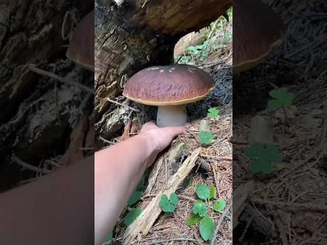 These are white mushrooms