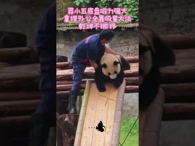#国宝熊猫 莽小五拿捏外公还练瑜伽了，最后还押韵七律 #panda