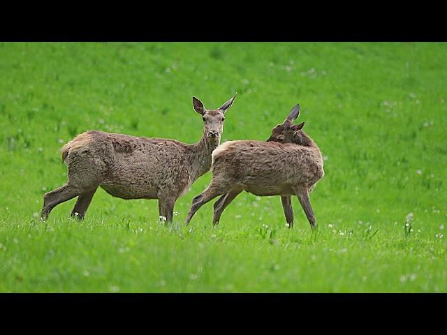 Wildlife life in nature. Female deer with cub.