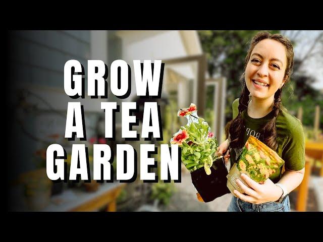 Planting a Container Herbal Tea Garden | Growing Herbal Tea Plants