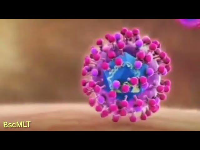 Hepatitis B Virus | #HBV | #BscMLT