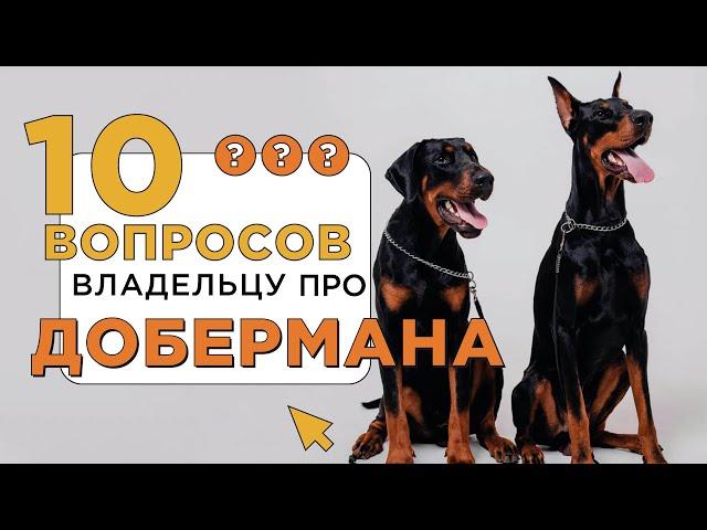 10 вопросов про доберманов: характер, темперамент. Мнение владельцев о породе