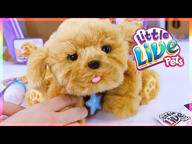 Little Live Pets Snuggles My Dream Puppy Playset