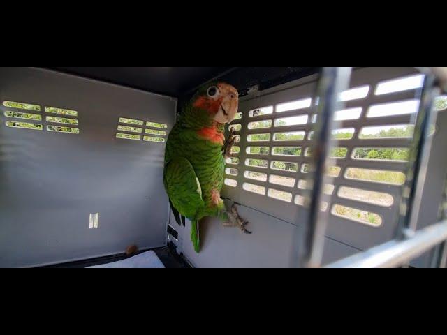 World Parrot Day 2023 Parrot Release!