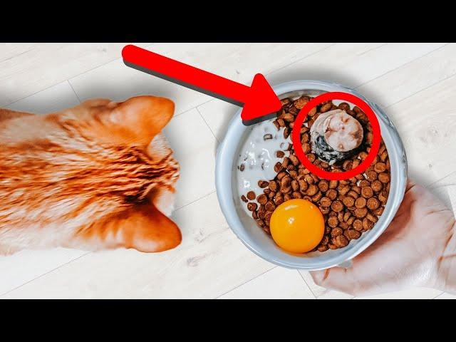 How To Improve Your Cat's Kibble With Fresh Whole Food