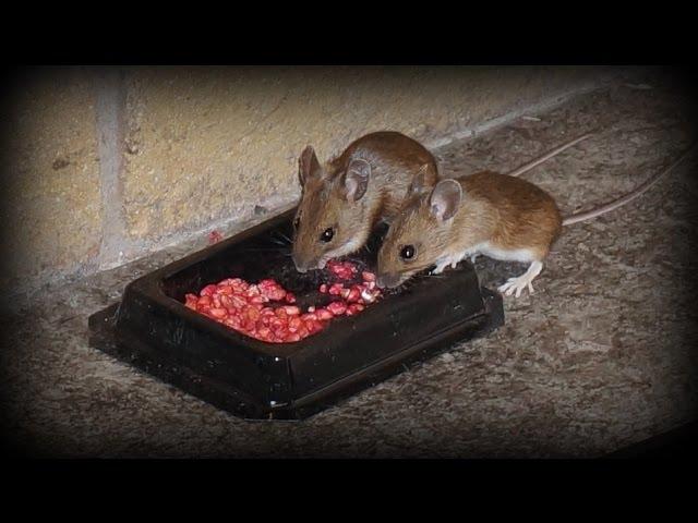 Watch Rodents eating poison - How to get rid of mice and rats in the home