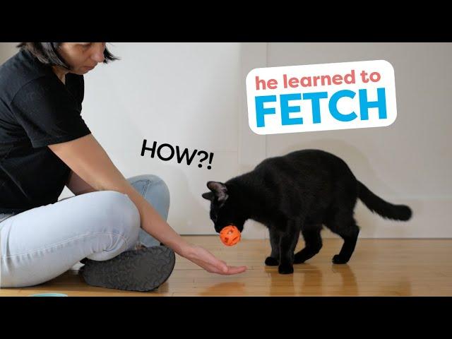 How I Trained My Cat To Fetch