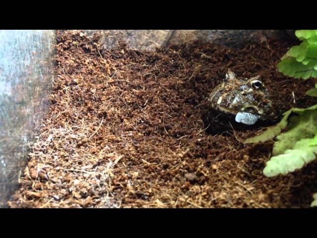 Graboule (My Chacoan Horned Frog / Ma Ceratophrys cranwelli) eating a locust with calcium