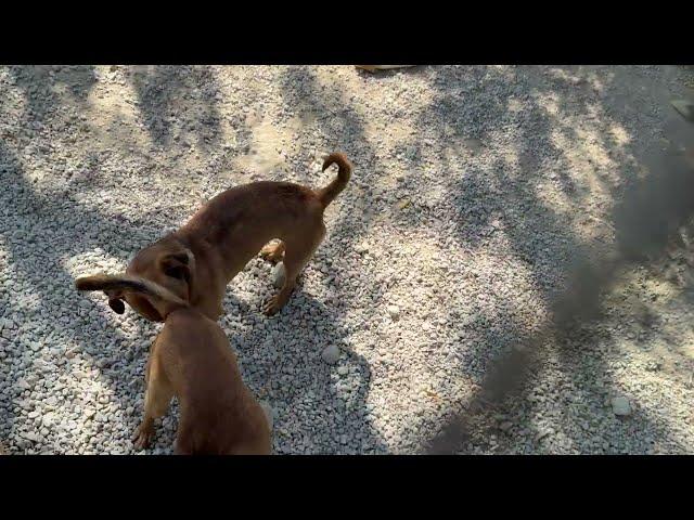 Bunny is so Much Stronger Now! - Takis Shelter