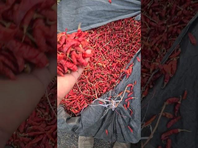 14/05/2023 bedhiya chilli market #viral #redchillies #exporter #mirchi #business