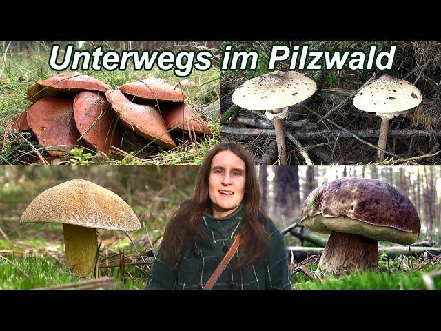 Unterwegs im Pilzwald: Tolle Funde!