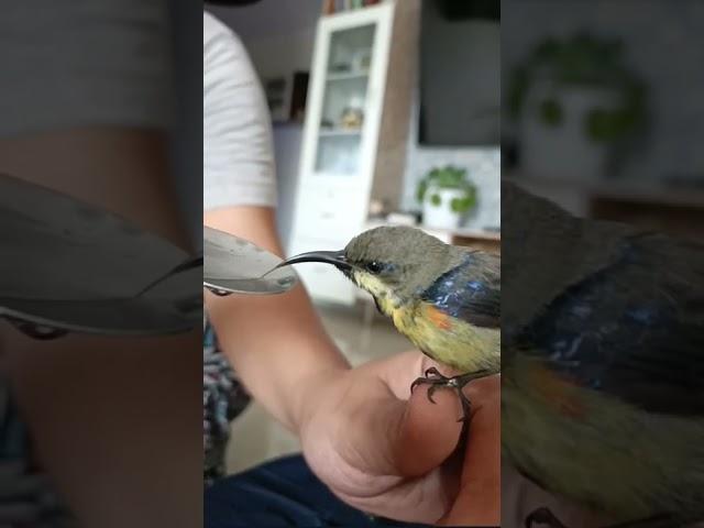 Rescue sunbird #shorts #indianwildlife #purplerumpedsunbird