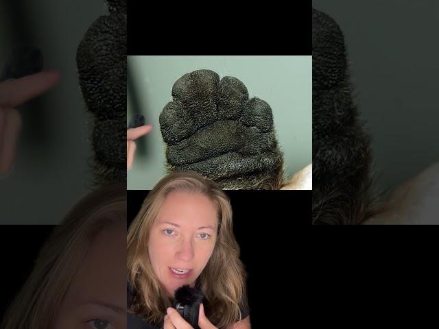 The Incredible Science of Sea Otter Paws #shorts