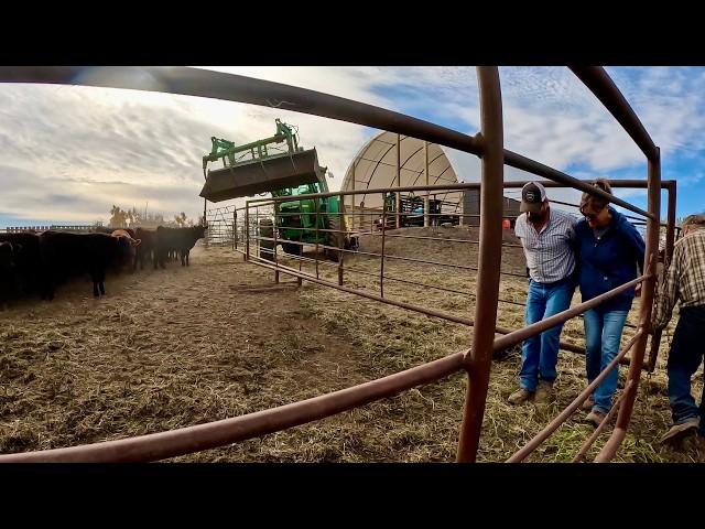 3 People vs. 150 Calves!!