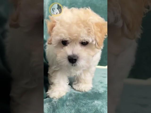 Safe Walking Tips: Maltipoo Puppies