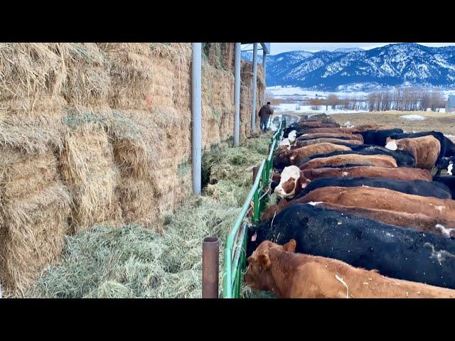 How We Feed Cows Without Using a Tractor or Horses