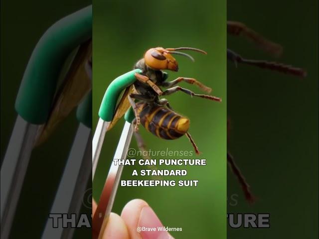 Asian Giant Hornet | The Murder Hornet