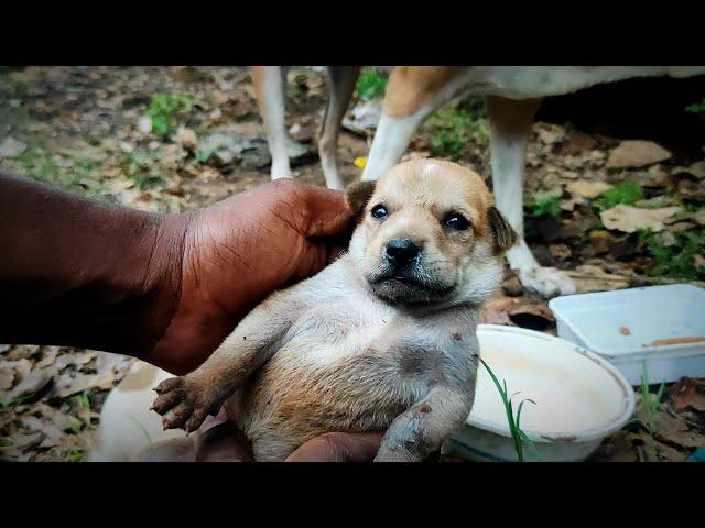 street dog puppies / Rockfort puppies