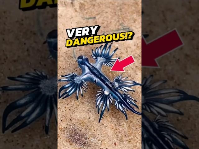 NEVER TOUCH These Cute Little Blue Creatures!  #viral