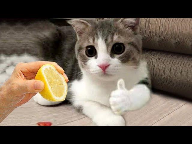 Funny Animals 2022  - Cute Dogs and Cats Doing Funny Things #7