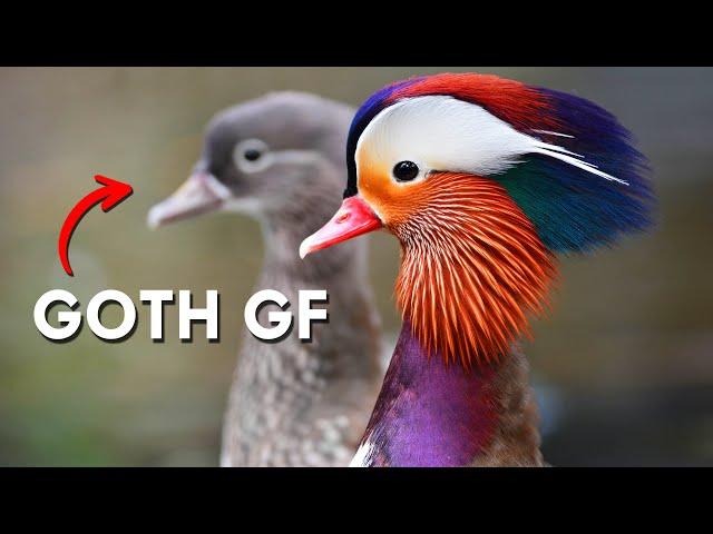 Behind Every Mandarin Duck Drake Is A Goth GF