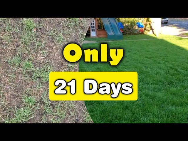 Fix Your Thin Lawn In ONLY 3-Weeks