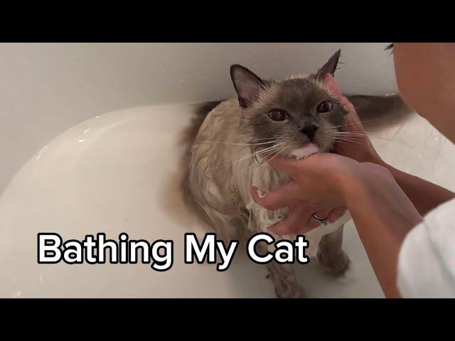 How I Bathe My Ragdoll Cat