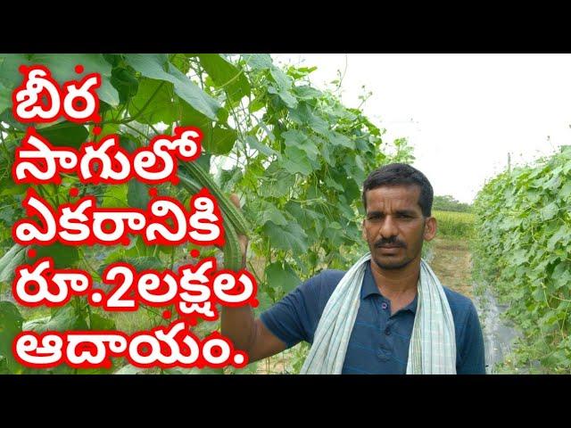 Income from ridge gourd cultivation is Rs. 2 lakhs per acre|beera cultivation|ridgegourd vegitable.