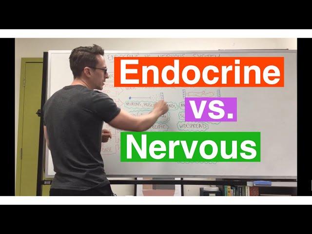 Endocrine system vs Nervous system