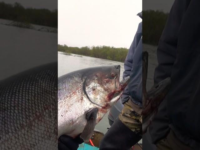 Королевский лосось в деле! King Salmon Fishing