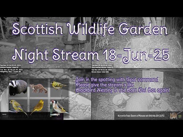 Night Stream June 18th 2025 | Bird Feeders, Wildlife Cameras Scotland UK from SWG