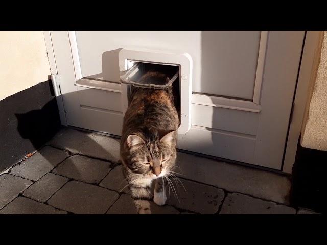 Quick review of the SureFlap Microchip Pet Door Connect