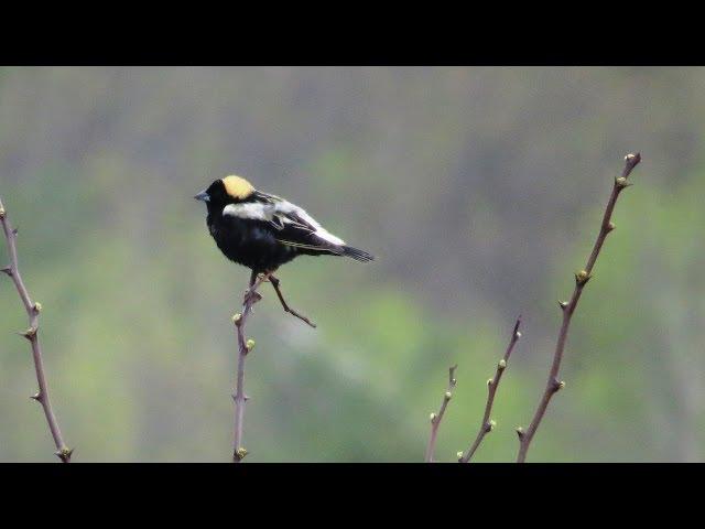 Winged Wonders: Monitoring Wetland and Meadow Birds