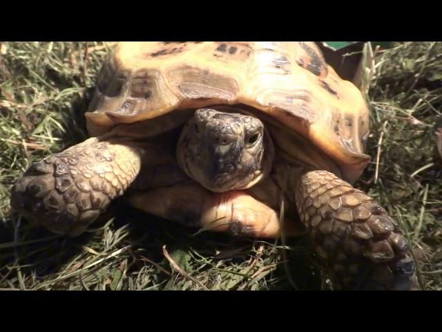 Черепаха балдеет под Ультрафиолетовой лампой. Релакс черепахи. Tortoise Turtles #черепаха #черепахи