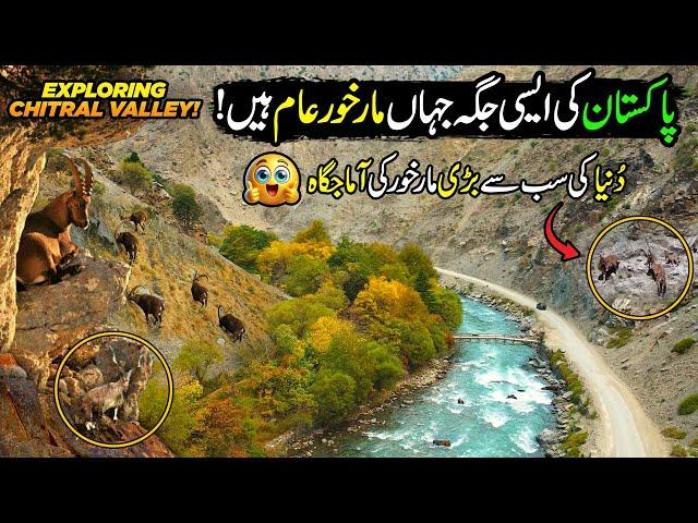 Stunning Views of Markhor's Homeland | Explore Natural Beauty of Chitral | Paharon ka Safar