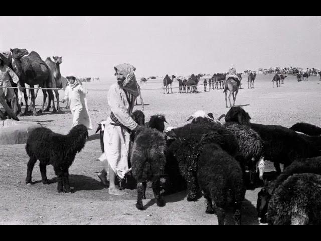 قصة يابنت عجلي بالبارودة الخيل غارت علينا!!