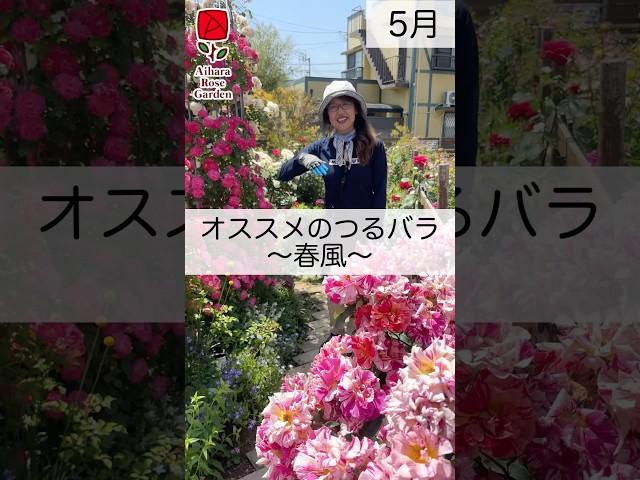 Recommended climbing roses - Spring Breeze - #Aihara Rose Garden #Rose Garden #Roses #Rose Cultiv...