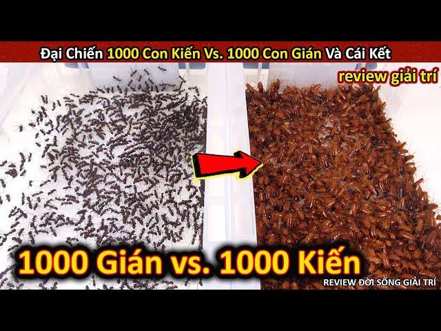 Đại Chiến 1000 Con Kiến Vs. 1000 Con Gián Cực Gay Cấn Và Cái Kết || Review Giải Trí Đời Sống