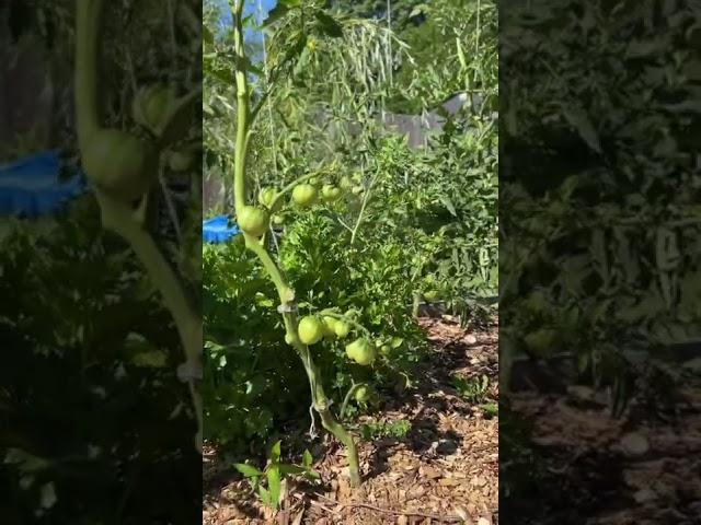 Grow More Tomatoes NOT LEAVES!!!