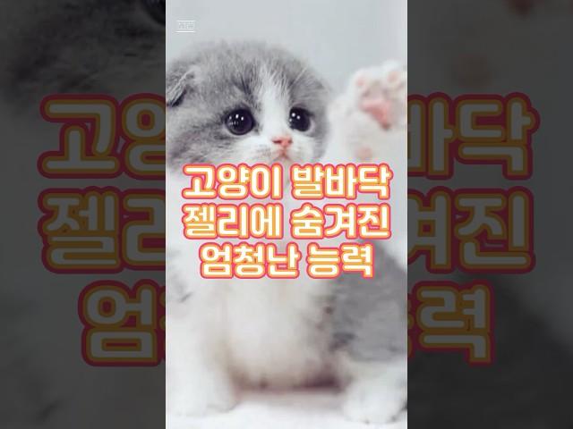이 귀여운 젤리에 숨겨진 능력이 있다고? #고양이젤리 #가치놀자