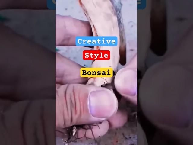 plants Bonsai #bonsaiinspiration #bonsai #kereaktipchannel #bonsaicaremethod