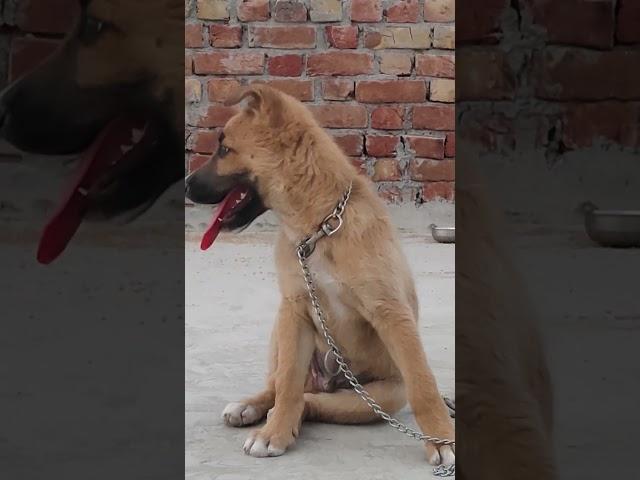 GERMAN SHEPHERD PUPPY SINGLE COAT