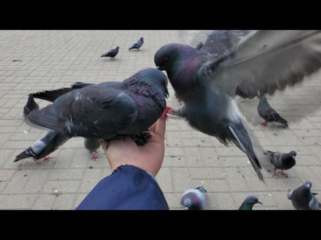 Pigeons fought on my hand - Velsk 2021